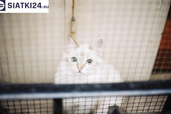 Siatki Marki - Zabezpieczenie balkonu siatką - Kocia siatka - bezpieczny kot dla terenów Misata Marki